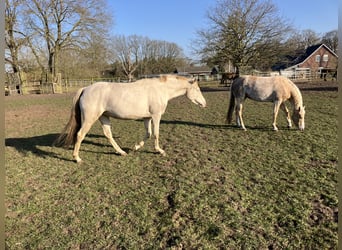 Poney de selle allemand, Jument, 5 Ans, 148 cm, Perlino