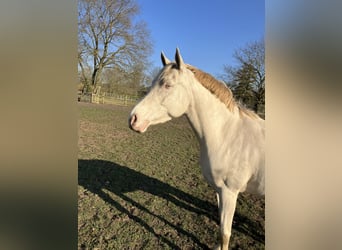 Poney de selle allemand, Jument, 5 Ans, 148 cm, Perlino