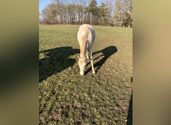 Poney de selle allemand, Jument, 5 Ans, 148 cm, Perlino