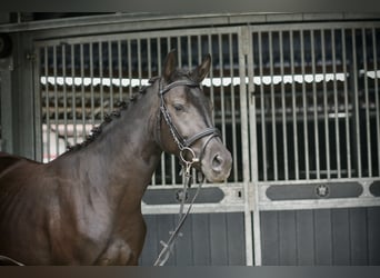 Poney de selle allemand, Jument, 5 Ans, 152 cm, Noir