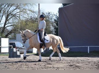 Poney de selle allemand, Jument, 5 Ans, 152 cm, Palomino