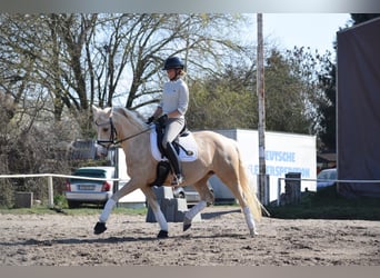 Poney de selle allemand, Jument, 5 Ans, 152 cm, Palomino
