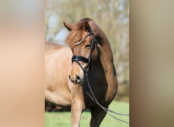 Poney de selle allemand, Jument, 5 Ans, 153 cm, Alezan brûlé