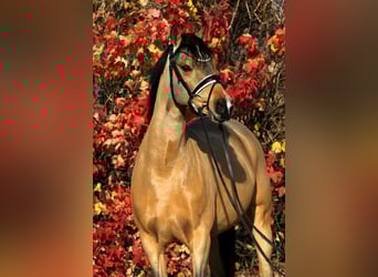 Poney de selle allemand, Jument, 5 Ans, 153 cm, Alezan brûlé