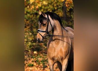 Poney de selle allemand, Jument, 5 Ans, 153 cm, Alezan brûlé