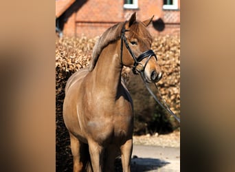 Poney de selle allemand, Jument, 5 Ans, 153 cm, Alezan brûlé