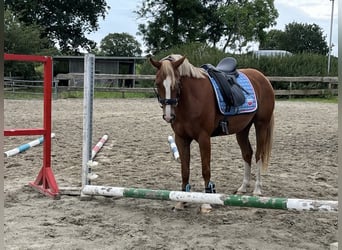 Poney de selle allemand, Jument, 5 Ans, 153 cm, Alezan
