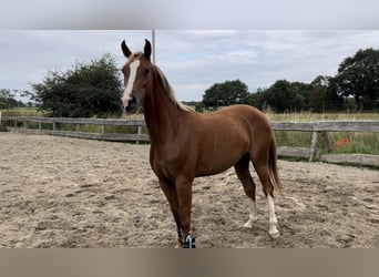 Poney de selle allemand, Jument, 5 Ans, 153 cm, Alezan