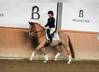 Poney de selle allemand, Jument, 5 Ans, 153 cm, Alezan