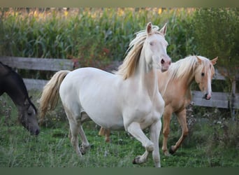 Poney de selle allemand, Jument, 5 Ans, 155 cm, Cremello