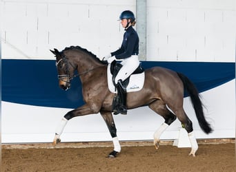 Poney de selle allemand, Jument, 5 Ans, 158 cm, Bai brun