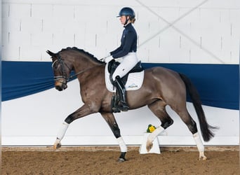 Poney de selle allemand, Jument, 5 Ans, 158 cm, Bai brun