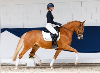 Poney de selle allemand, Jument, 5 Ans, 160 cm, Alezan
