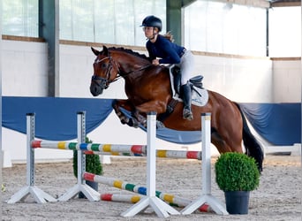 Poney de selle allemand, Jument, 5 Ans, Bai