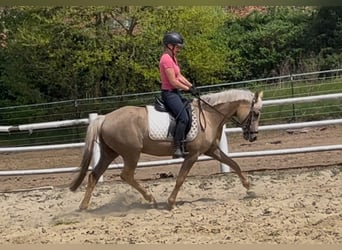 Poney de selle allemand, Jument, 5 Ans, Palomino