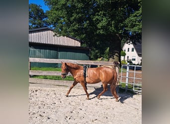 Poney de selle allemand, Jument, 6 Ans, 140 cm, Alezan