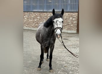 Poney de selle allemand, Jument, 6 Ans, 140 cm, Gris pommelé