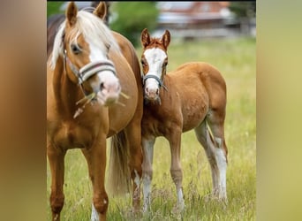 Poney de selle allemand, Jument, 6 Ans, 140 cm, Palomino