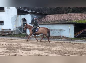 Poney de selle allemand, Jument, 6 Ans, 141 cm, Alezan