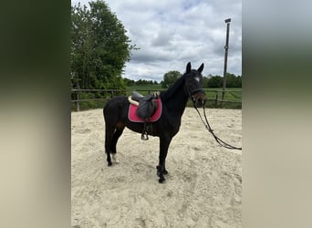 Poney de selle allemand, Jument, 6 Ans, 141 cm, Bai brun