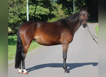 Poney de selle allemand, Jument, 6 Ans, 142 cm, Bai brun