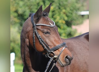 Poney de selle allemand, Jument, 6 Ans, 142 cm, Bai brun