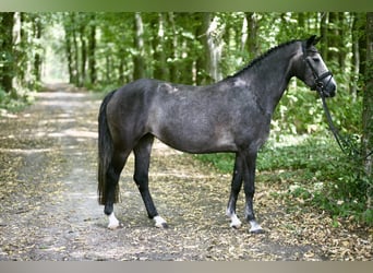 Poney de selle allemand, Jument, 6 Ans, 144 cm, Gris