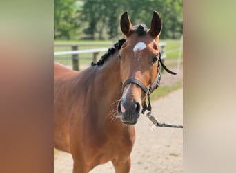 Poney de selle allemand, Jument, 6 Ans, 145 cm, Bai