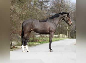 Poney de selle allemand, Jument, 6 Ans, 145 cm, Bai brun