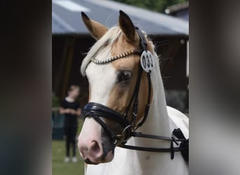 Poney de selle allemand, Jument, 6 Ans, 145 cm, Pinto