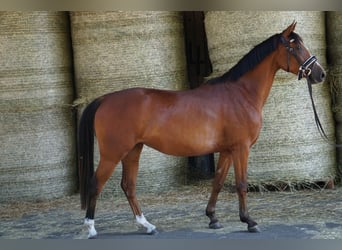 Poney de selle allemand, Jument, 6 Ans, 146 cm, Alezan brûlé