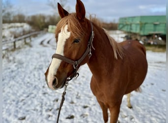 Poney de selle allemand, Jument, 6 Ans, 146 cm, Alezan