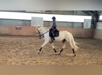 Poney de selle allemand, Jument, 6 Ans, 146 cm, Palomino