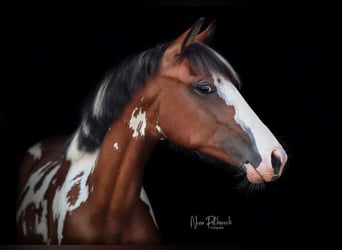 Poney de selle allemand, Jument, 6 Ans, 146 cm, Pinto