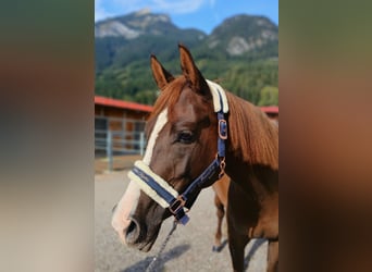 Poney de selle allemand, Jument, 6 Ans, 147 cm, Alezan