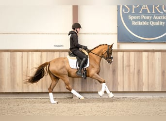 Poney de selle allemand, Jument, 6 Ans, 147 cm, Alezan