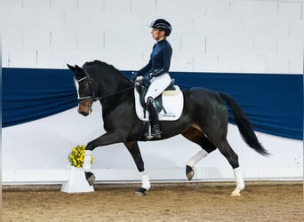 Poney de selle allemand, Jument, 6 Ans, 147 cm, Bai brun