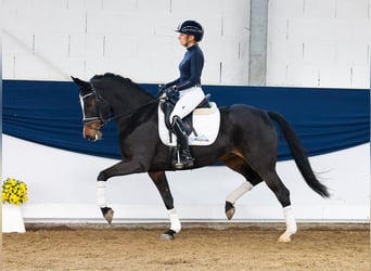 Poney de selle allemand, Jument, 6 Ans, 147 cm, Bai brun