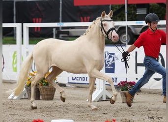 Poney de selle allemand, Jument, 6 Ans, 147 cm, Cremello