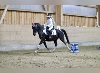 Poney de selle allemand, Jument, 6 Ans, 147 cm, Noir