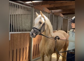 Poney de selle allemand, Jument, 6 Ans, 147 cm, Palomino