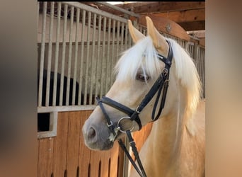 Poney de selle allemand, Jument, 6 Ans, 147 cm, Palomino