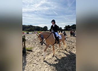 Poney de selle allemand, Jument, 6 Ans, 147 cm, Palomino