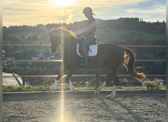 Poney de selle allemand, Jument, 6 Ans, 148 cm, Alezan brûlé