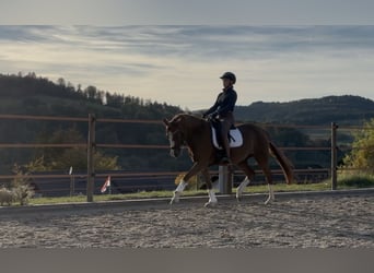 Poney de selle allemand, Jument, 6 Ans, 148 cm, Alezan brûlé