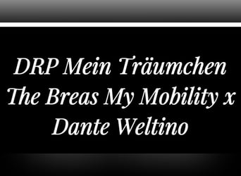 Poney de selle allemand, Jument, 6 Ans, 148 cm, Bai