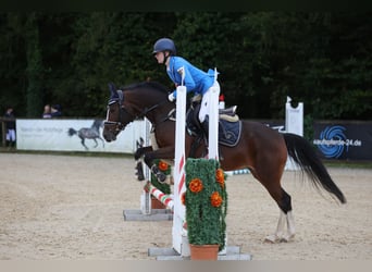 Poney de selle allemand, Jument, 6 Ans, 148 cm, Bai
