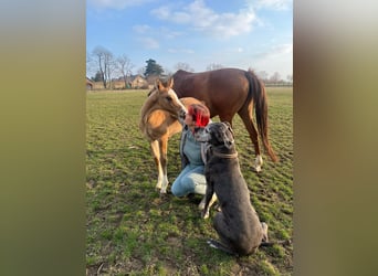 Poney de selle allemand, Jument, 6 Ans, 148 cm