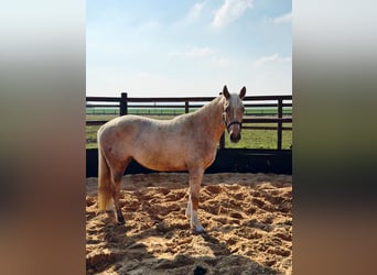 Poney de selle allemand, Jument, 6 Ans, 148 cm