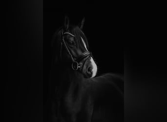 Poney de selle allemand, Jument, 6 Ans, 148 cm